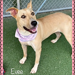 Thumbnail photo of EVEE #4