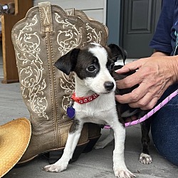 Thumbnail photo of MATERIAL  4 POUND PUPPY   FOSTERED IN NEW JERSEY #4