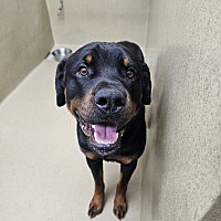 adopt a pet