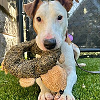 adopt a pet