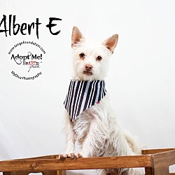 Thumbnail photo of Albert E #1