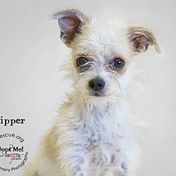 Thumbnail photo of Kipper #1