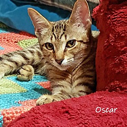 Thumbnail photo of Oscar the alley cat #2