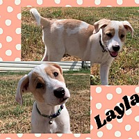 Photo of Layla