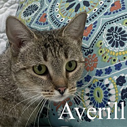 Photo of Averill