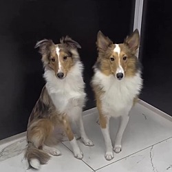 Photo of Foster or Fost/Adopt a collie