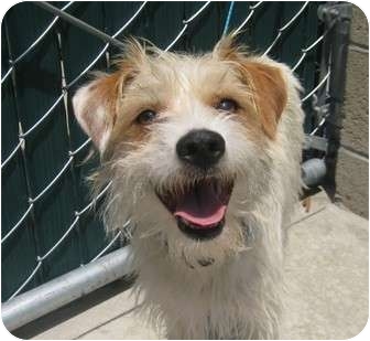 wire haired jack russell terrier mix