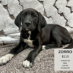 Photo of Zorro