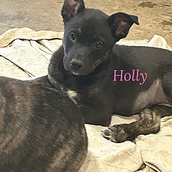Thumbnail photo of Holly ~ meet me! #1