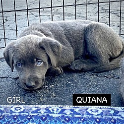 Thumbnail photo of QUIANA #3