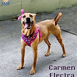 Thumbnail photo of Carmen Electra #3