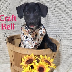 Thumbnail photo of Craft Bell #2