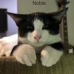 Thumbnail photo of Noble #4