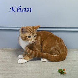 Thumbnail photo of Khan C24-245 #3