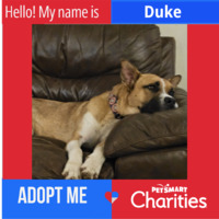 adopt a pet