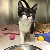 adopt a pet