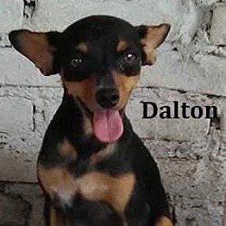 Thumbnail photo of Dalton #4