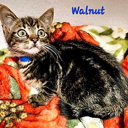 Photo of Walnut