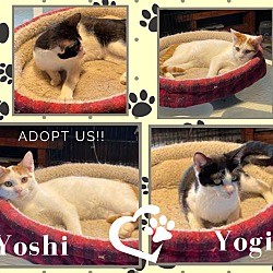 Photo of Yoshi & Yogi