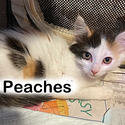 Photo of Kitten Peaches