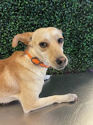 El Paso, TX - Chihuahua. Meet Red Velvet* a Pet for Adoption ...