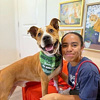 adopt a pet