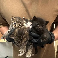 adopt a pet