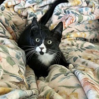 adopt a pet