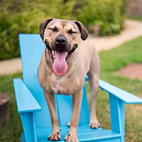 adopt a pet