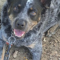 CHIP - Blue Heeler / Australian Cattle Dog available for adoption