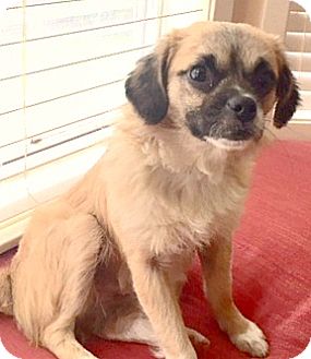 Cavalier King Charles Spaniel Pug Tibetan Spaniel Cavalier King