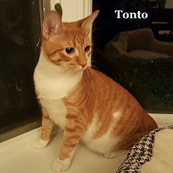 Thumbnail photo of Tonto #3