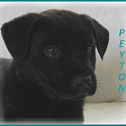 Thumbnail photo of Peyton-Adoption Pending #1