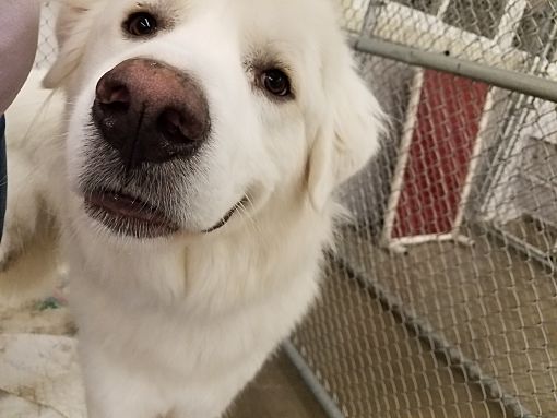 Pet Rescue Kalamazoo - The W Guide