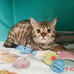 Photo of TT - eight month old male bengal mix