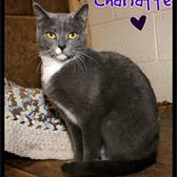 Photo of Charlatte