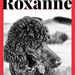 Thumbnail photo of ROXANNE #4