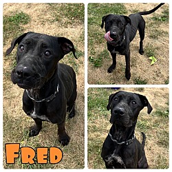 Photo of Fred - In foster - Call for appt!