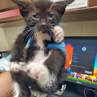 adopt a pet