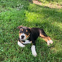 adopt-pet
