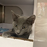 adopt a pet