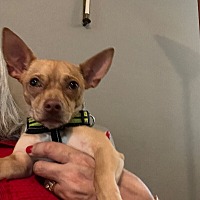adopt a pet