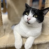 adopt a pet