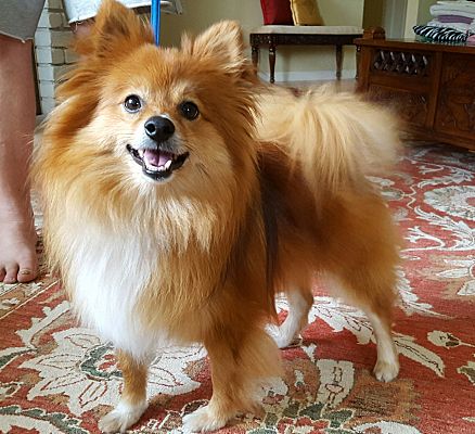 Santa Rosa Ca Pomeranian Meet King Pom A Pet For Adoption