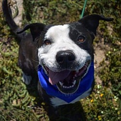 Photo of Oreo
