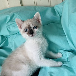 Thumbnail photo of Sully (Siamese) baby #1