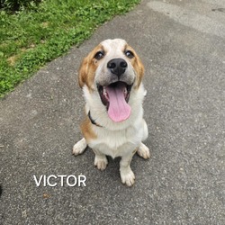 Thumbnail photo of Victor #3