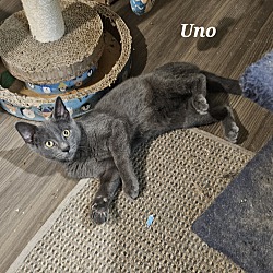 Thumbnail photo of Uno #2