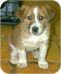 blue heeler bloodhound mix