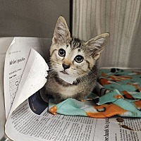 adopt a pet